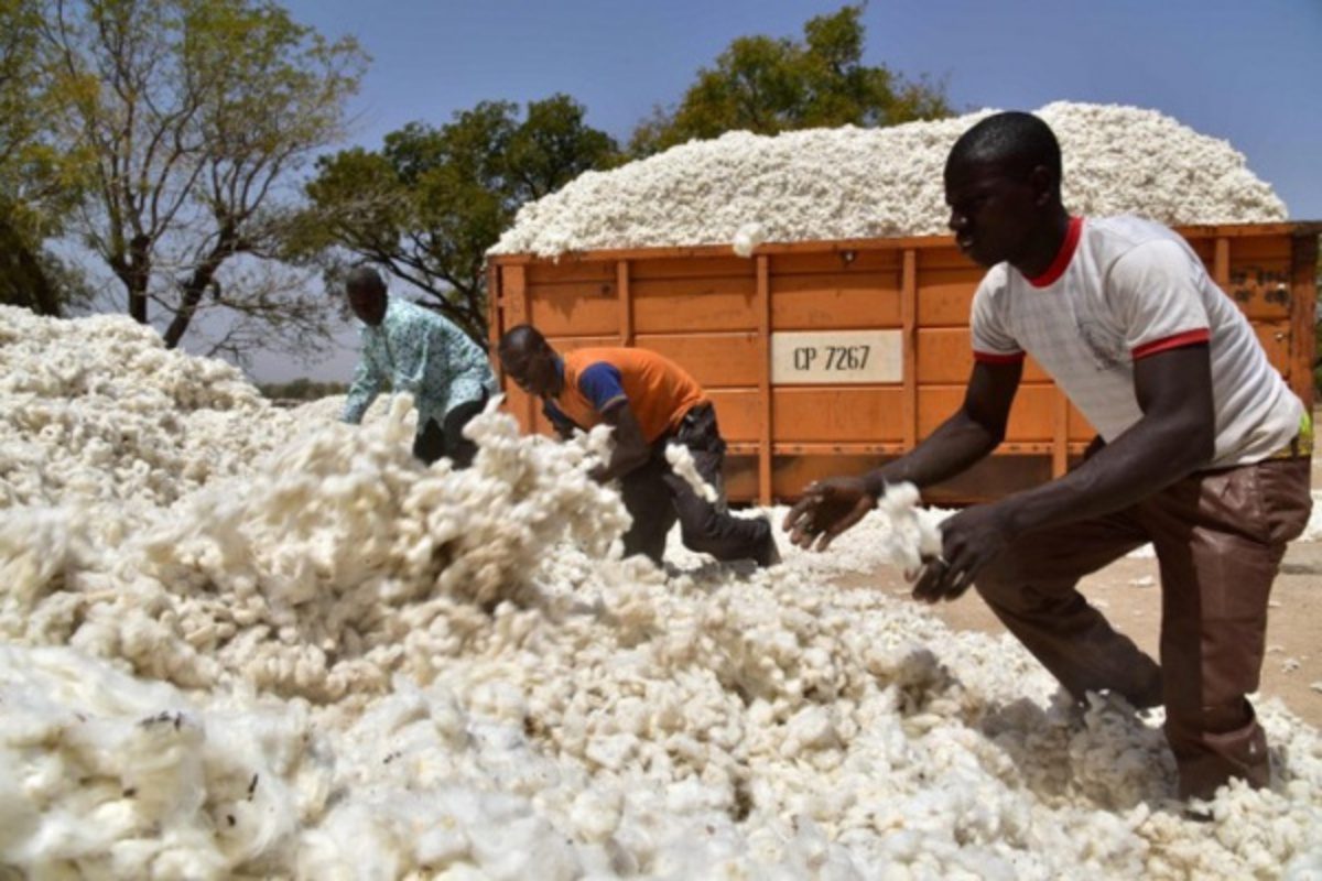 Togo/ Coton : Cette région enregistre une production record