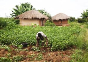 Togo : Le programme de résilience alimentaire (FSRP) donne des résultats satisfaisants après 2 ans