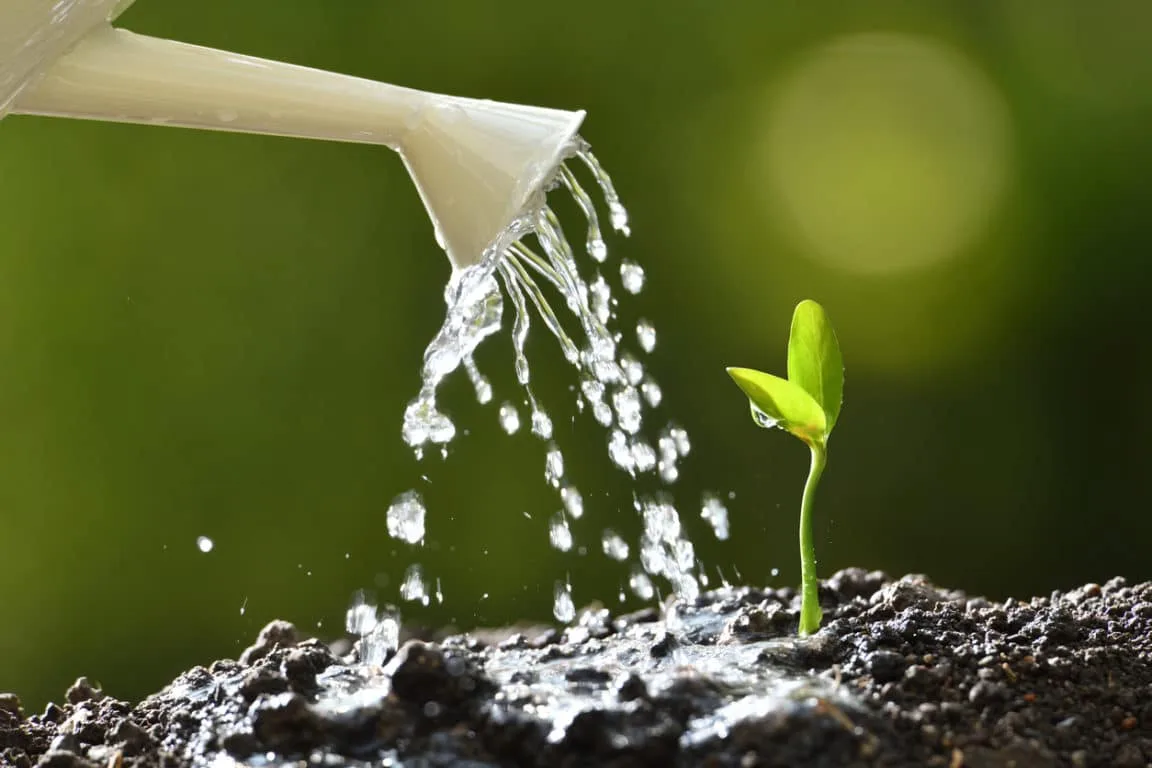 1er Juin au Togo : Il ne suffit pas seulement de planter les arbres !