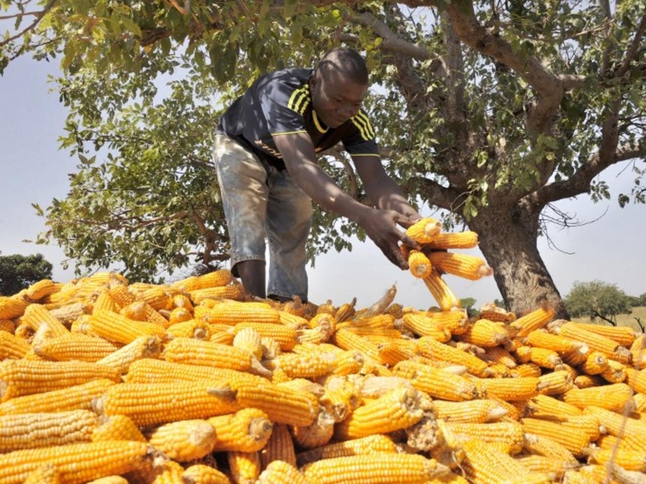 Togo : La BOAD injecte 30 milliards de francs CFA dans le secteur agroalimentaire