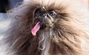 Voici le chien le plus moche du monde
