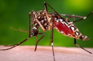 Alerte à la dengue au Togo : Plusieurs cas signalés