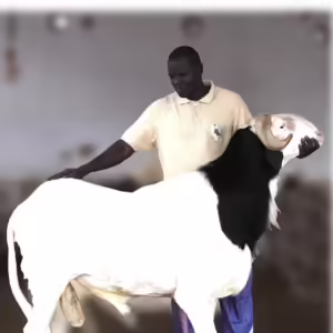 Tabaski au Sénégal : Un mouton vendu à 50 millions de FCFA