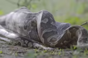 Vidéo : Une indonésienne retrouvée morte à l'intérieur d'un python géant