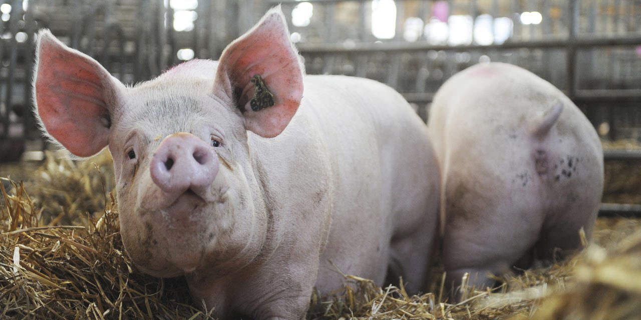 Bénin : Interdiction de la consommation de la viande de porc dans plusieurs localités