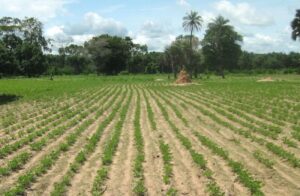 Agriculture : Le Togo fait des progrès en matière de conservation des eaux et sols agricoles