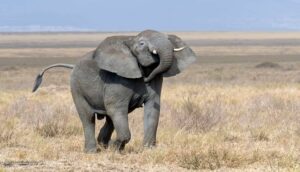 Crise humanitaire : Le Zimbabwe envisage d'abattre 200 éléphants pour ...