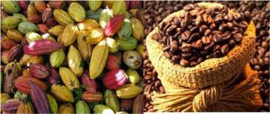 Commercialisation du café et cacao au Togo : Heureuse nouvelle pour les opérateurs économiques