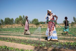 Togo : Le secteur agricole sur le point de connaître un profond changement