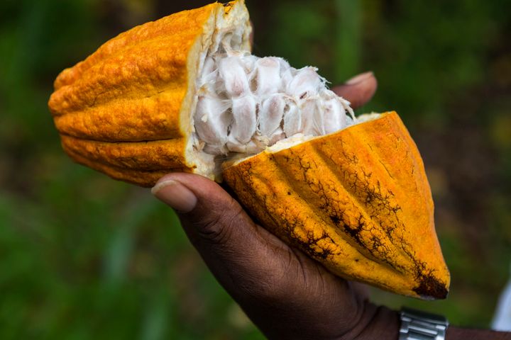 Prix du Cacao : Le Ghana prend des mesures