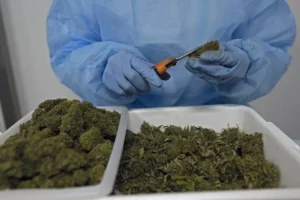 Ce pays africain inaugure la première usine de transformation de cannabis