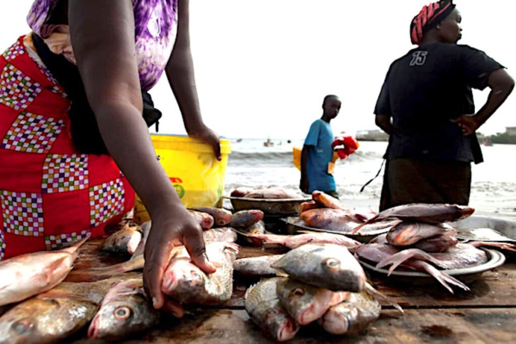 Pêche et aquaculture : Le Togo dévoile sa stratégie de développement durable