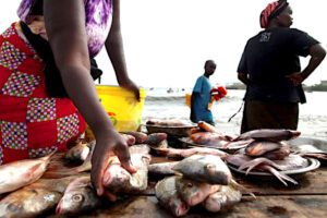 Pêche et aquaculture : Le Togo dévoile sa stratégie de développement durable