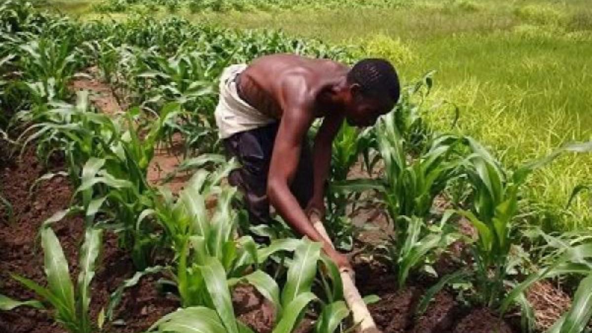 Togo/ 5e Recensement agricole : Le gouvernement recrute