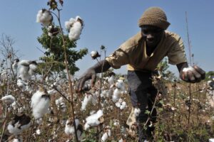 Côte d'Ivoire : L'exportation du coton et d'anacarde désormais sous autorisation gouvernementale