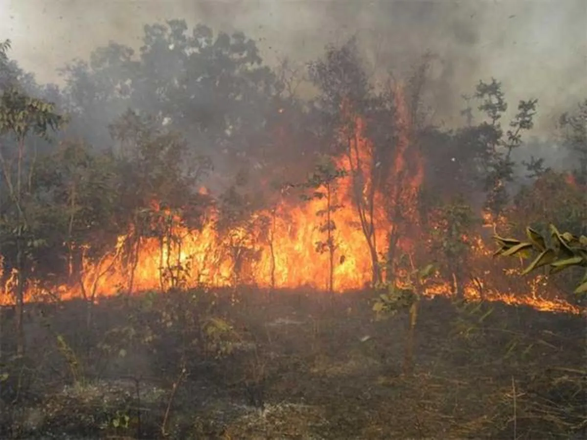 Togo/ Harmattan : Attention aux feux de brousse !