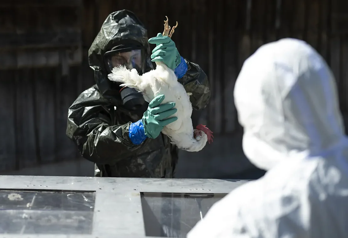 Grippe aviaire : Un premier cas humain découvert dans ce pays