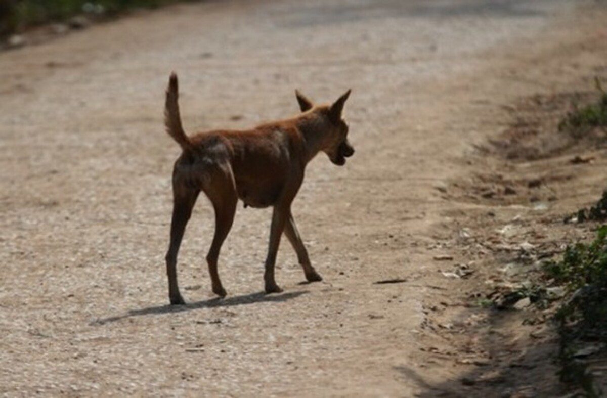 Togo : La commune Golfe 2 prend de nouvelles mesures contre les animaux errants