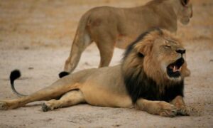 Zimbabwe : Un enfant de 8 ans survit seul cinq jours en pleine savane entouré de lions