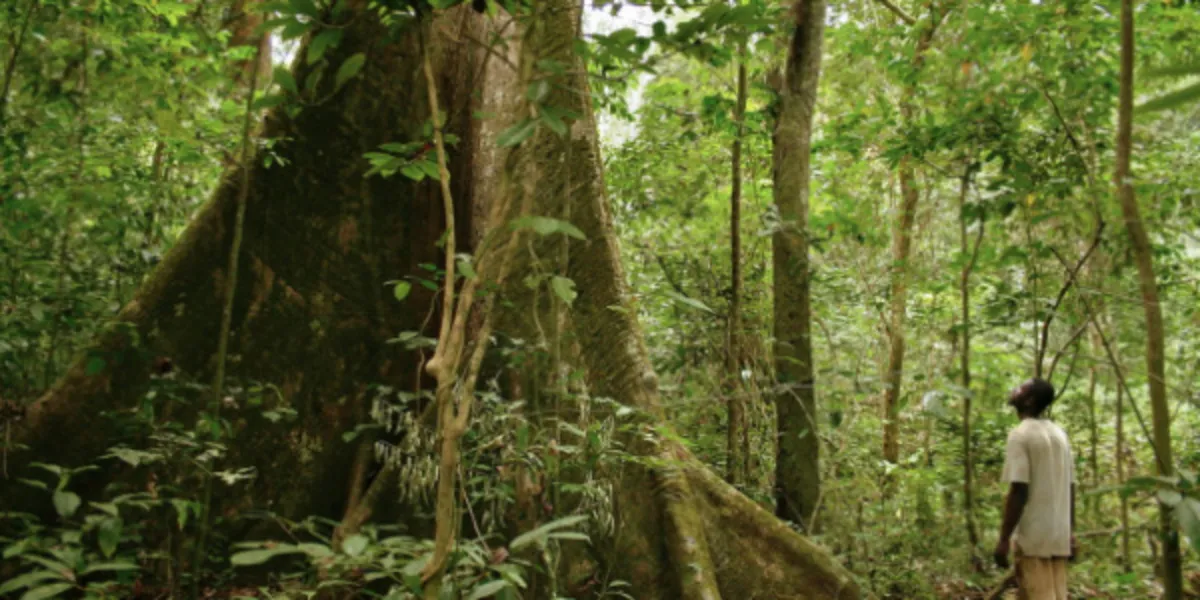 Togo : La forêt sacrée d'Awatsé reçoit un coup de pouce