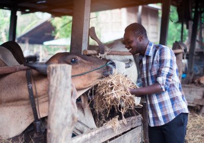 Recrutement d'un Technicien(ne) spécialiste en production animale