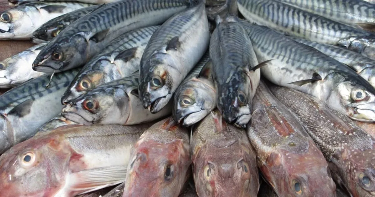 Le Togo limite les importations de poisson et de volaille : de nouvelles règles dévoilées