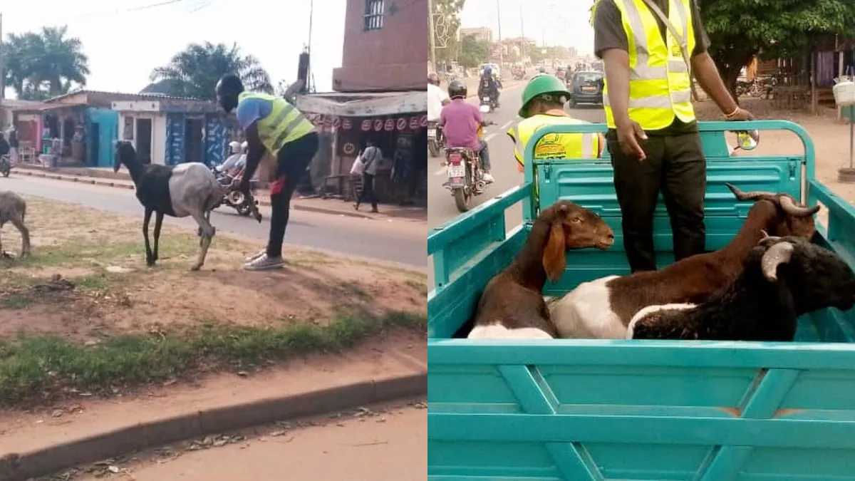 Togo : La commune Golfe 2 démarre la capture des animaux errants