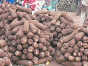 Togo : La production de tubercules augmente de 5,5 %