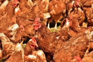 L'industrie avicole du Togo explose : 38 millions de volailles produites en 2024