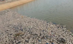 Togo : Des poissons morts retrouvés dans le bassin de Todman - Alerte du gouvernement