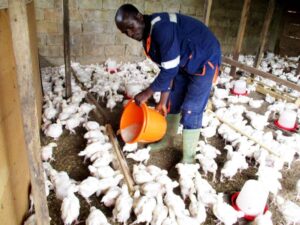 AGRIGOLD recrute un Responsable provenderie - 10/06/2025