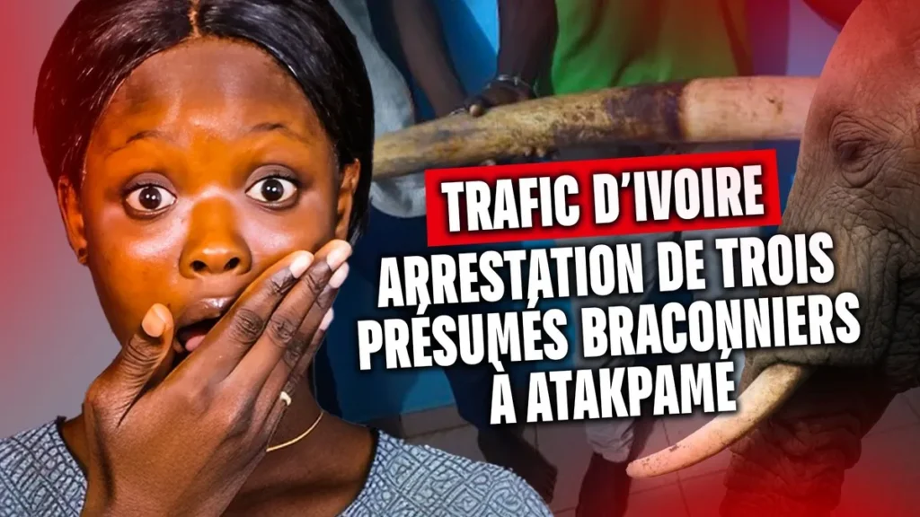 *Trafic d’ivoire au Togo : arrestation de trois présumés braconniers à Atakpamé - Revue du 12 juin 2025*