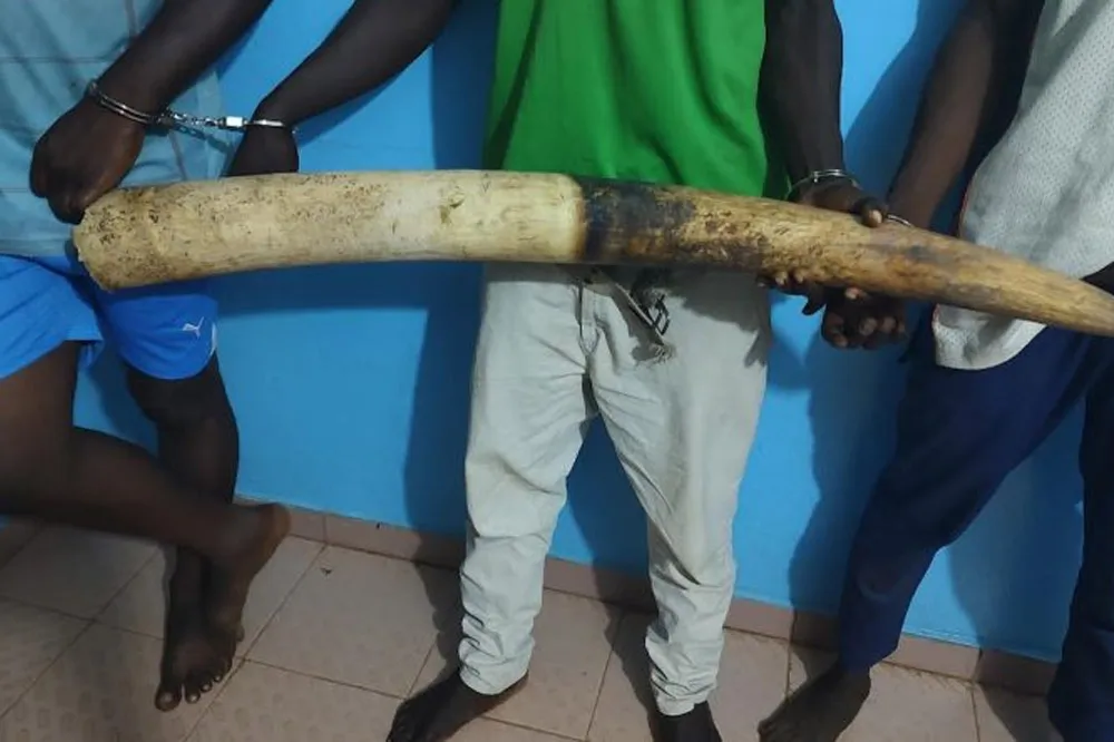 Togo : Arrestation de 3 présumés trafiquants d’ivoire à Atakpamé