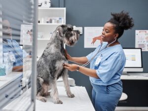 Recrutement : Technicien(ne) Vétérinaire