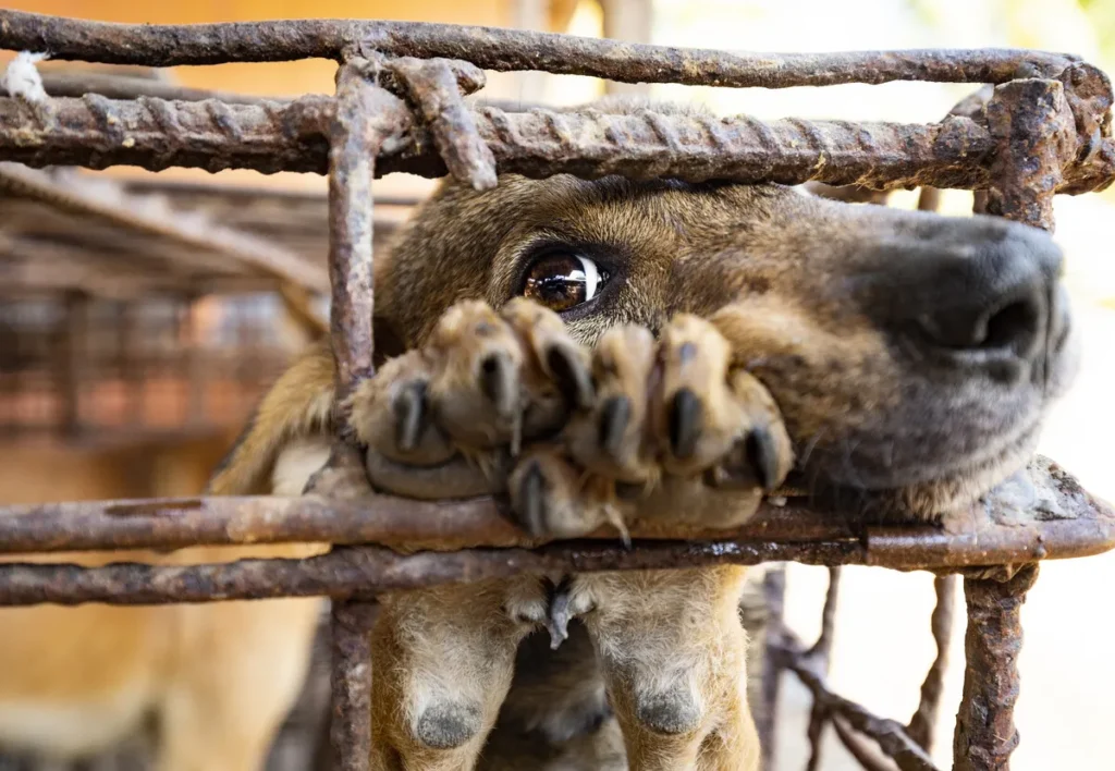 Evala : pourquoi la viande de chien est sacrée dans les rites d'initiation Kabyè ?