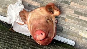 France : des têtes de porc découvertes devant plusieurs mosquées, une enquête ouverte