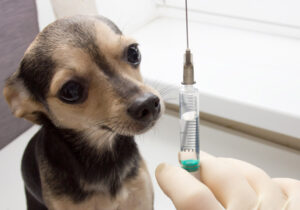 Vaccination gratuite des chiens et chats au Togo : voici les détails de la campagne
