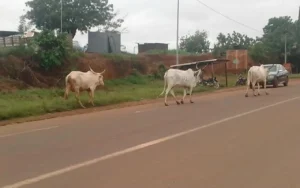 Togo/ Lacs 1 : Désormais, tout animal errant sera saisi sans préavis