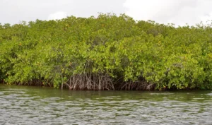 Togo : la première aire marine protégée du pays bientôt créée