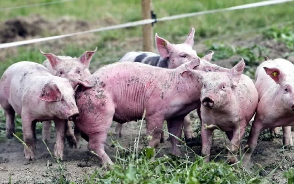 Le Togo renforce sa lutte contre la peste porcine africaine