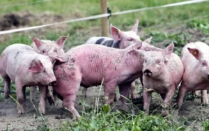 Le Togo renforce sa lutte contre la peste porcine africaine