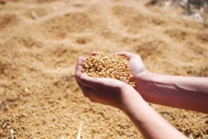Togo : mauvaise nouvelle pour les exportateurs de soja biologique vers l'UE