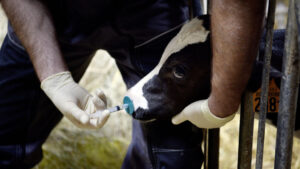 Une ferme recrute un vétérinaire