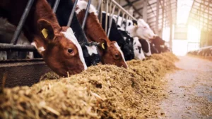 Togo : Suppression des taxes sur l'alimentation animale en 2026