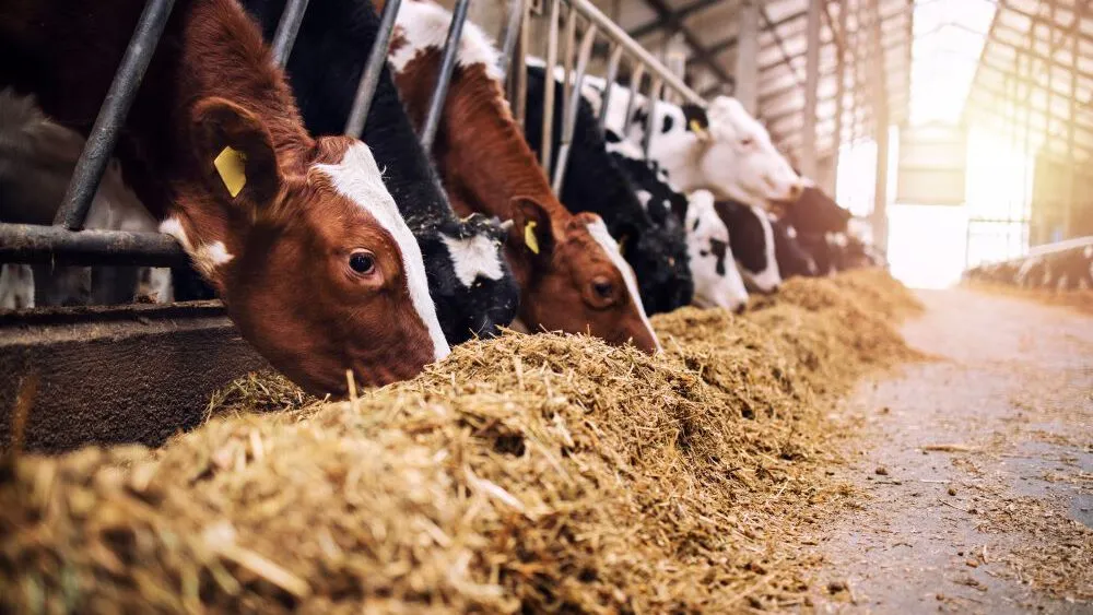 Togo : Suppression des taxes sur l'alimentation animale en 2026