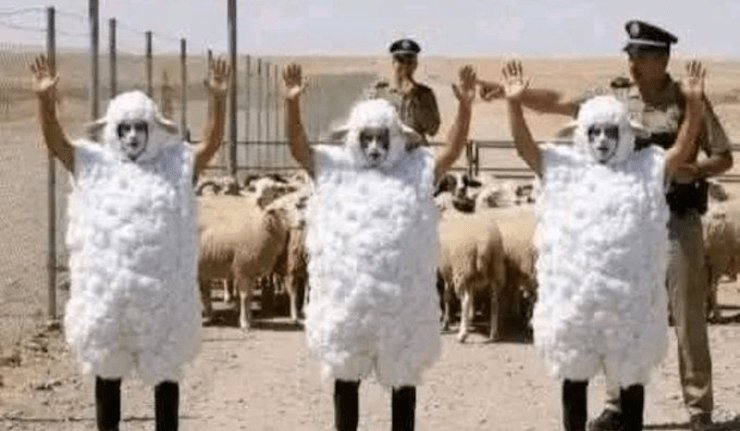 Insolite : des maliens déguisés en moutons tentant de rejoindre l’Espagne arrêtés à la frontière