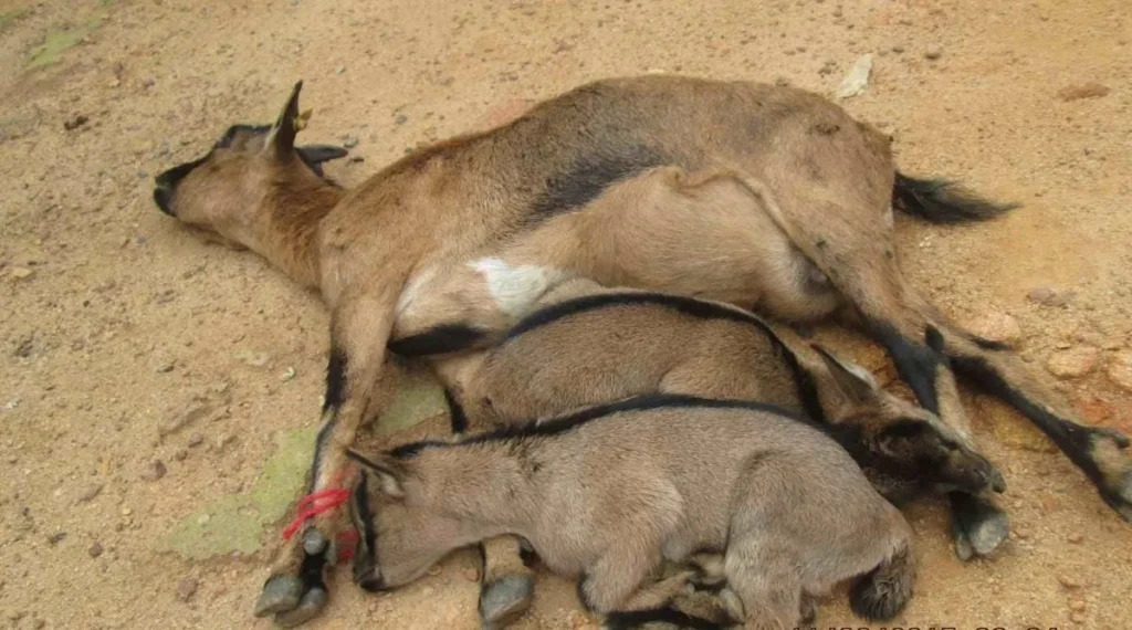 Peste des petits ruminants Togo