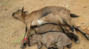 Peste des petits ruminants Togo