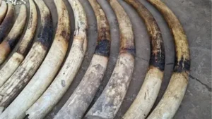 réseau de trafic d'ivoire démantelé