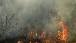 "Tout feu criminel expose à des sanctions" : Le ministre Kokoroko avertit sur les feux précoces